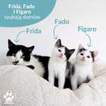 Małe koty do adopcji, Fado, Figaro i ich mama Frida szukają domów!