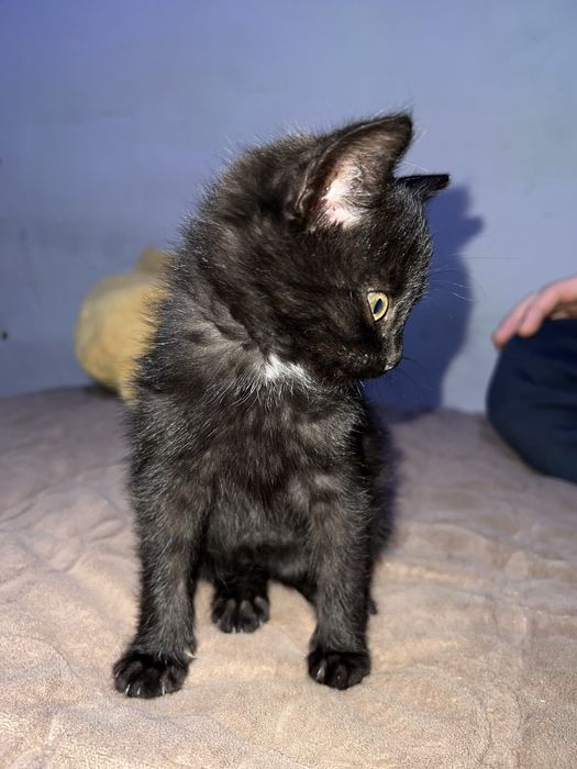 Котик шукає родину!!