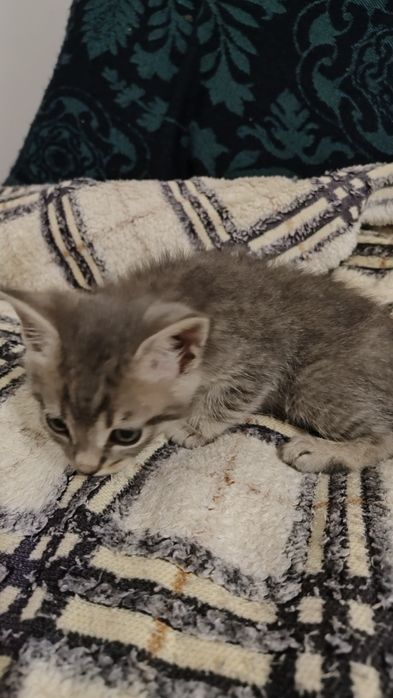 Віддам кошенят в добрі руки. 3 хлопчики