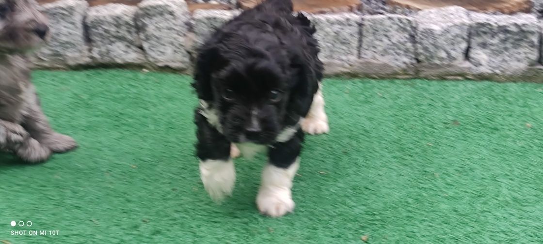 Piesek cavapoo  z metryką