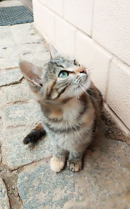 Бенгальская котёнок девочка ищет дом! Котята в хорошие руки!