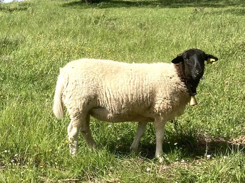 Raça Dorper: Vendemos  Borregos machos e femêas