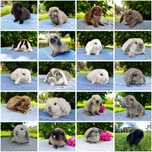 Królik mini lop rasowy miniaturka baranek