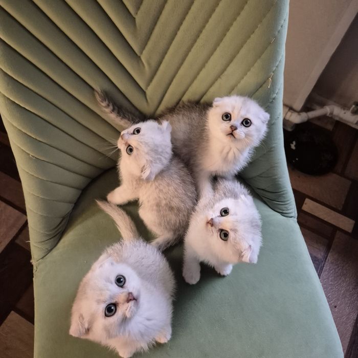 Шотландские котята серебристая шиншилла, вислоухий котёнок