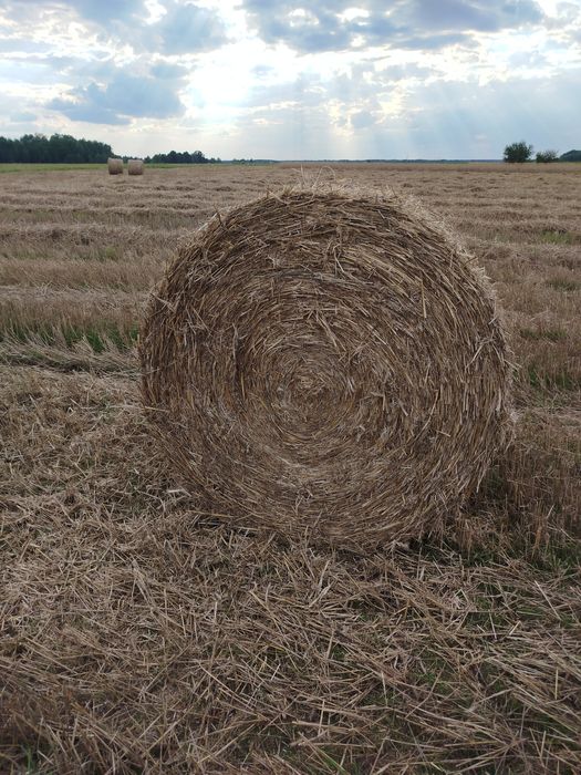 Sprzedam słomę z pszenżyta 150cm