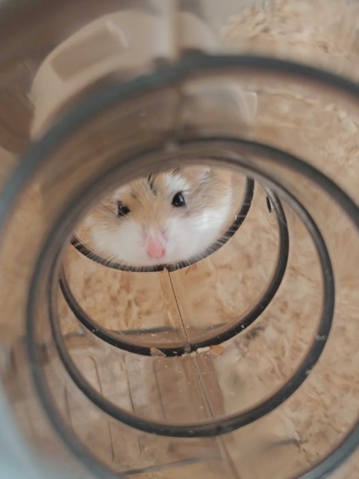 Chomik roborowskiego