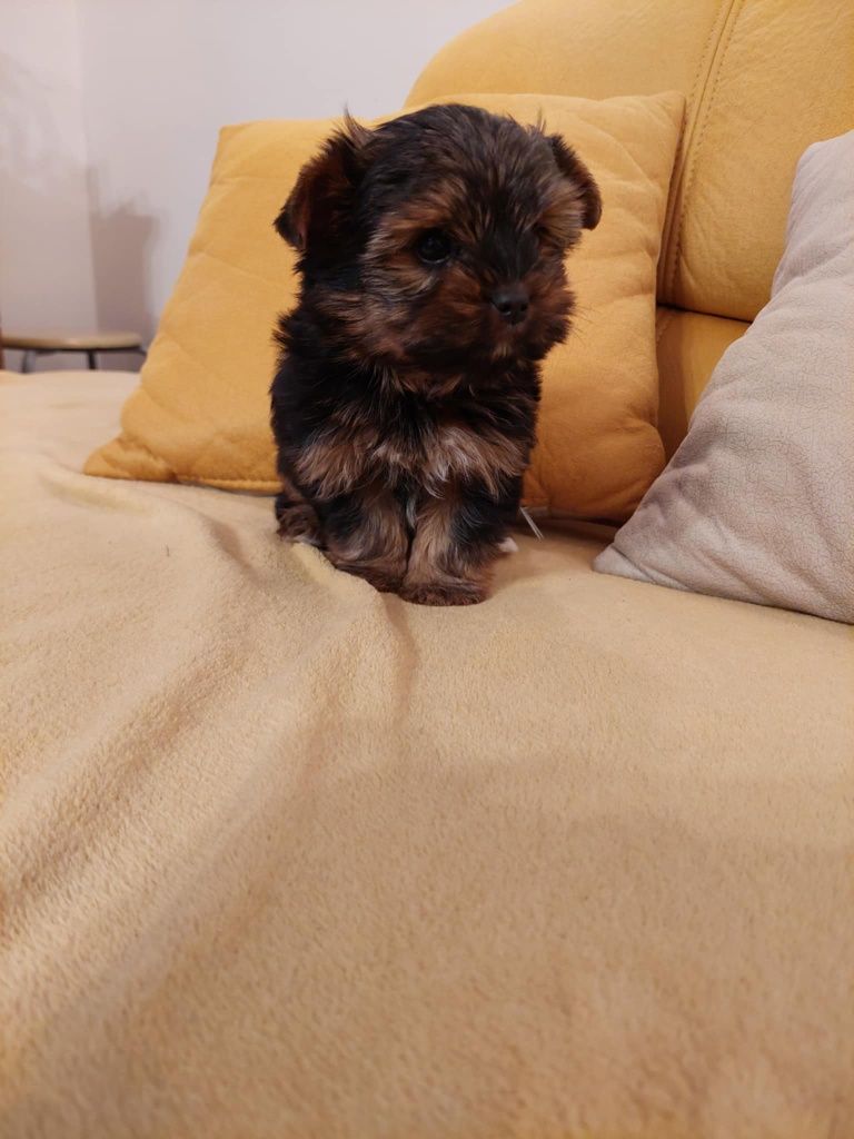 Piesek Yorkshire terrier