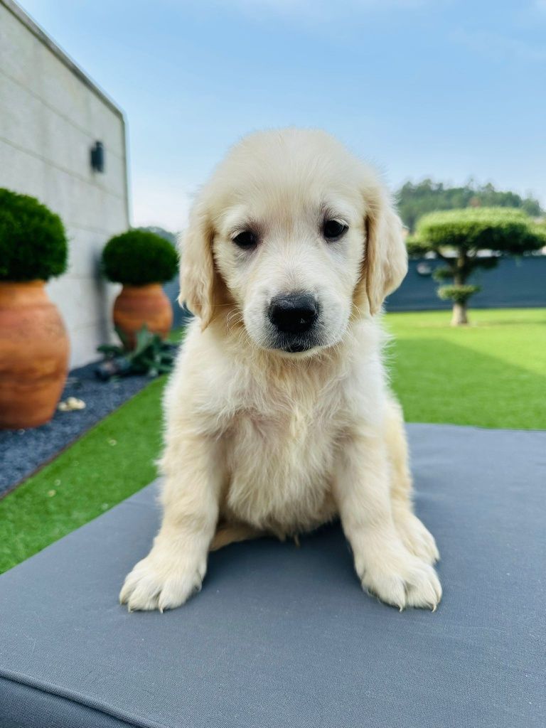 Golden Retriever   lindo
