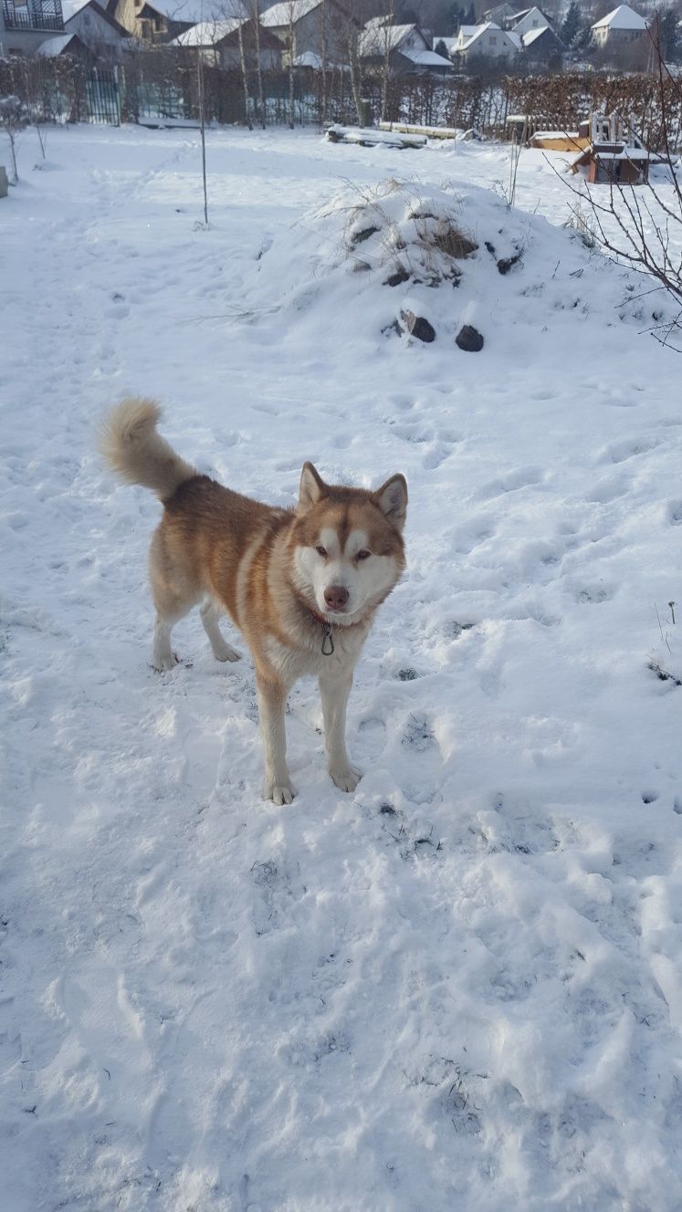 ALASKAN MALAMUTE - krycie - reproduktor