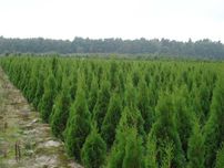 Thuja Smaragd 100,120,140,150,160 cm! Tuja Szmaragd! Tuje! Sadzenie!