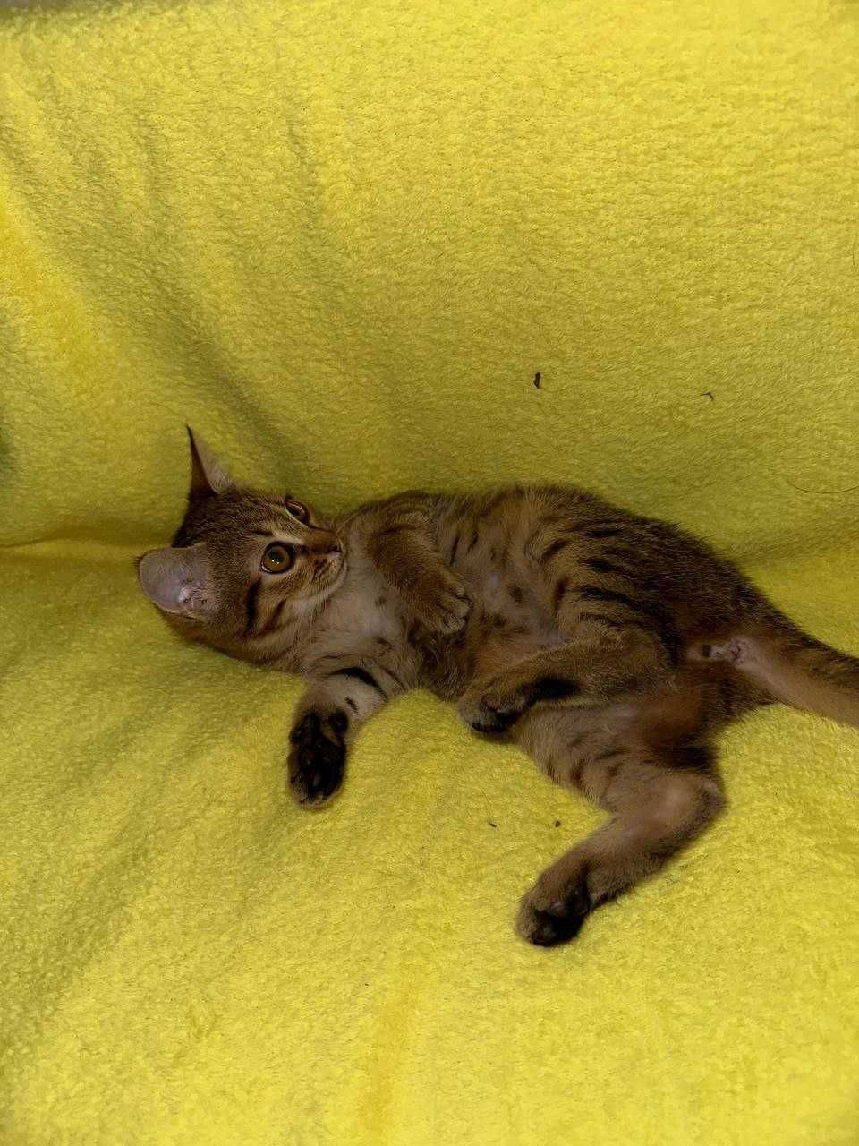 віддамо котенят в добрі руки