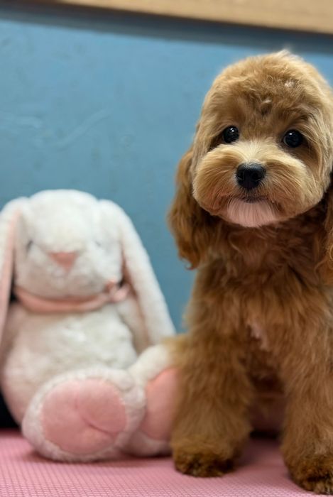 Лялькова Мальтіпу Ф1