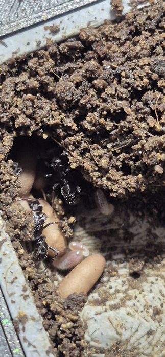 Ectatomma brunneum Q+30/40w + masa potomstwa