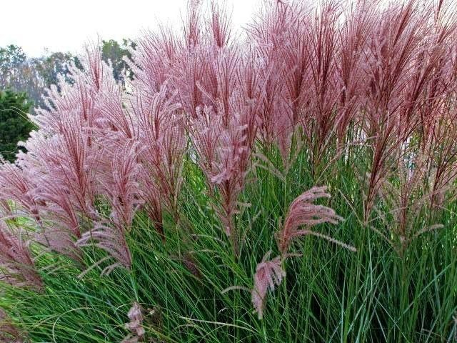 Miscanthus sinensis 'Gracillimus' miskant chiński trawa trawy