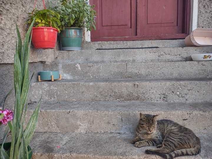 roczny kocurek tygrysek