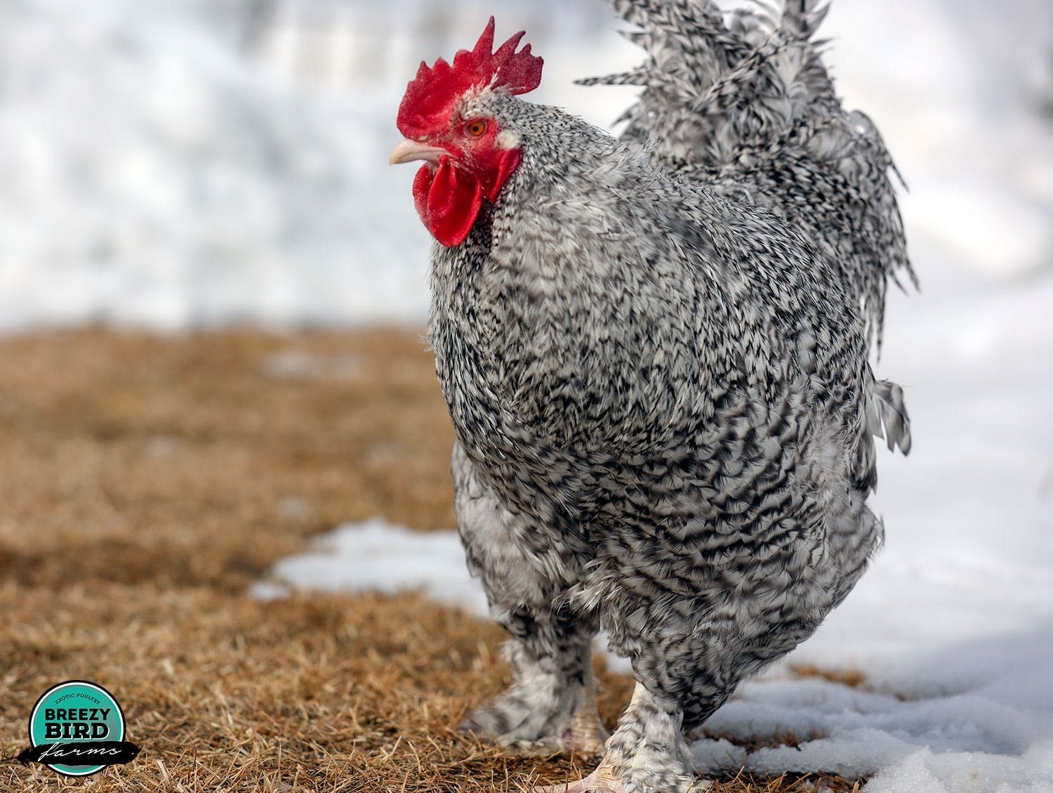 ovos galados de galinhas maline as realmente verdadeiras patas brancas