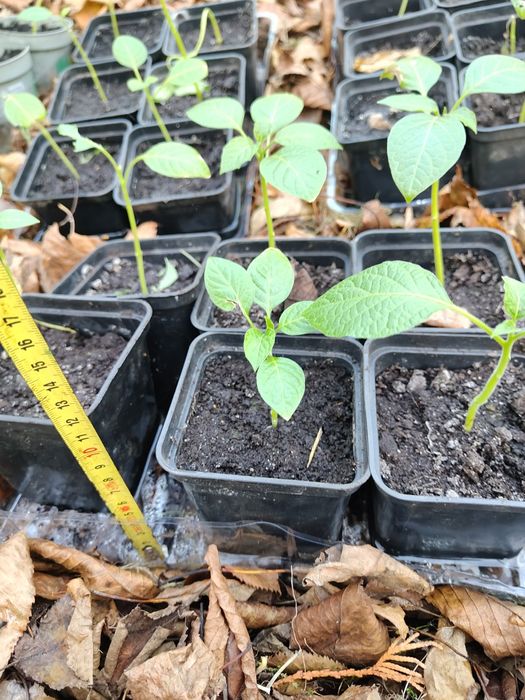 Datura brugmasia sadzonki