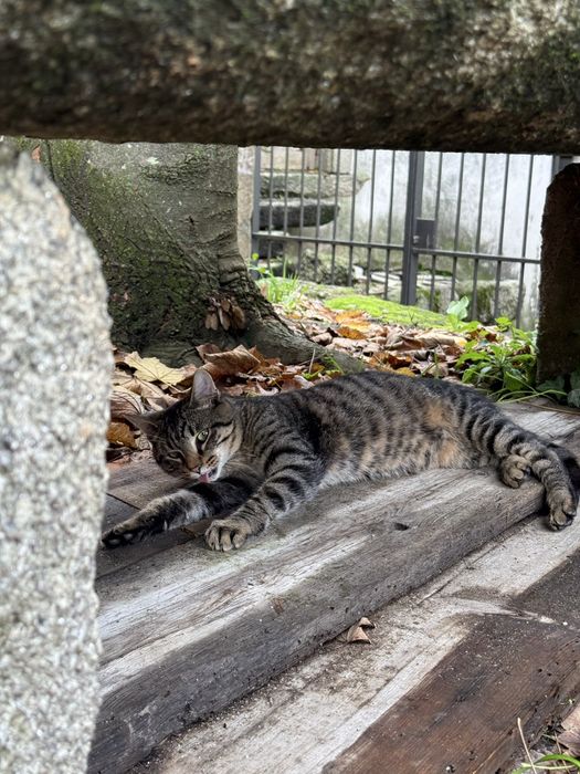Gatinhos para adopçao responsavel