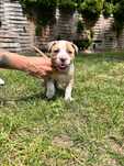 American Staffordshire Terrier