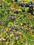Aronia ekologiczna