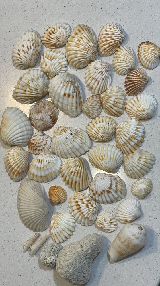 Muszle muszelki z plaży w Dubaju
