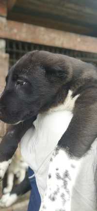 Продам щенков среднеазиатская овчарка Алабай