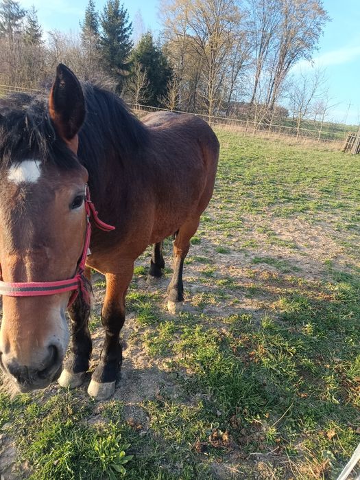 Zribica zimnokrwista