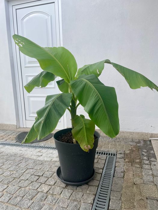 Bananeira „Musa basjoo“ com 2 rebentos
