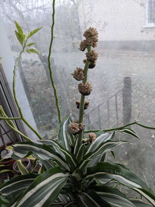 Драцена кімнатна