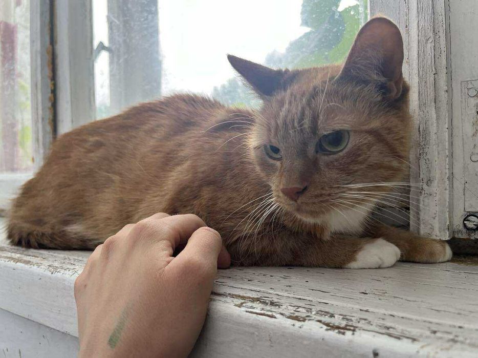 Dorosły kot szuka domu