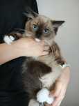 Kotka czekoladowa mink ragdoll/cherubim