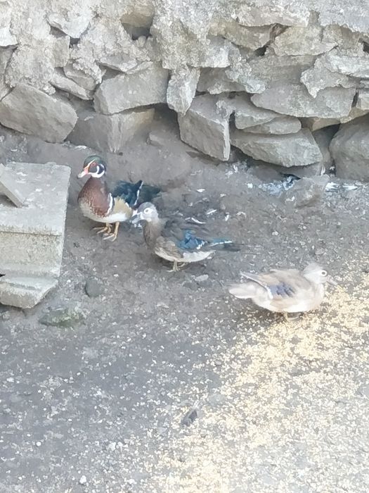 Patos carolinos e mandarim casais ou separado