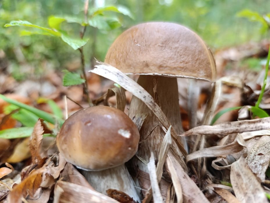 Grzyby świeże i suszone różne