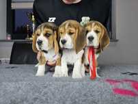 Beagle ZKWP FCI doskonały rodowód szczenię