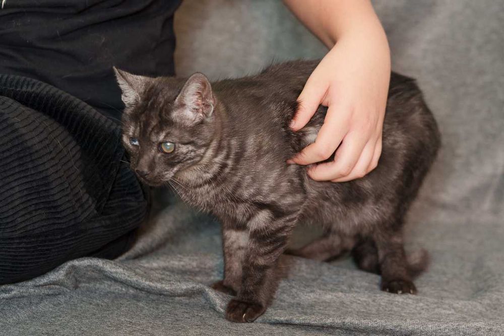 kociak  szuka domu -schronisko Zgierz -aktualne