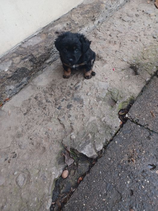 Suczki York mix maltańczyk