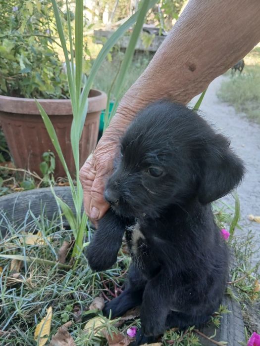 Віддам цуценя, дівчинка