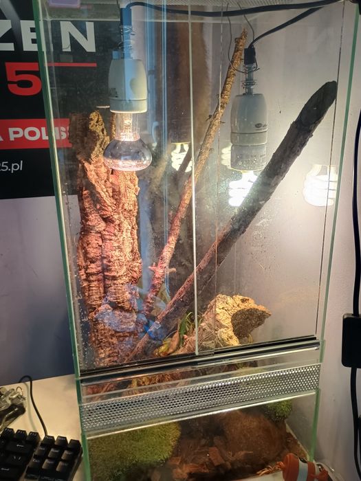 Sprzedam terrarium wraz z jaszczurka