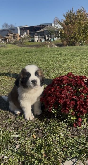 Продаються Цуценята сенбернара