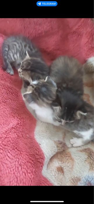 Котята ищут дом 3 котенка пол не знаем