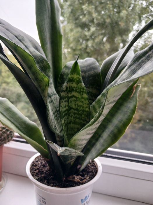 Рослини кімнатні