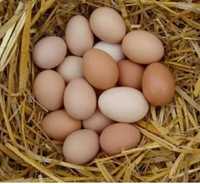 Jaja jajka od szczęśliwych kurek ekologiczne TANIO