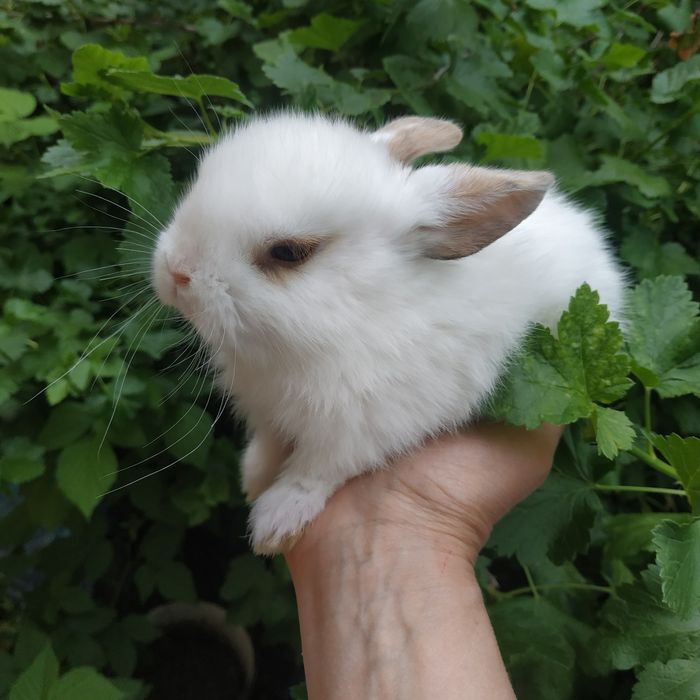 Львиноголовый миникролик породистые крольчата купить в Харькове кролик