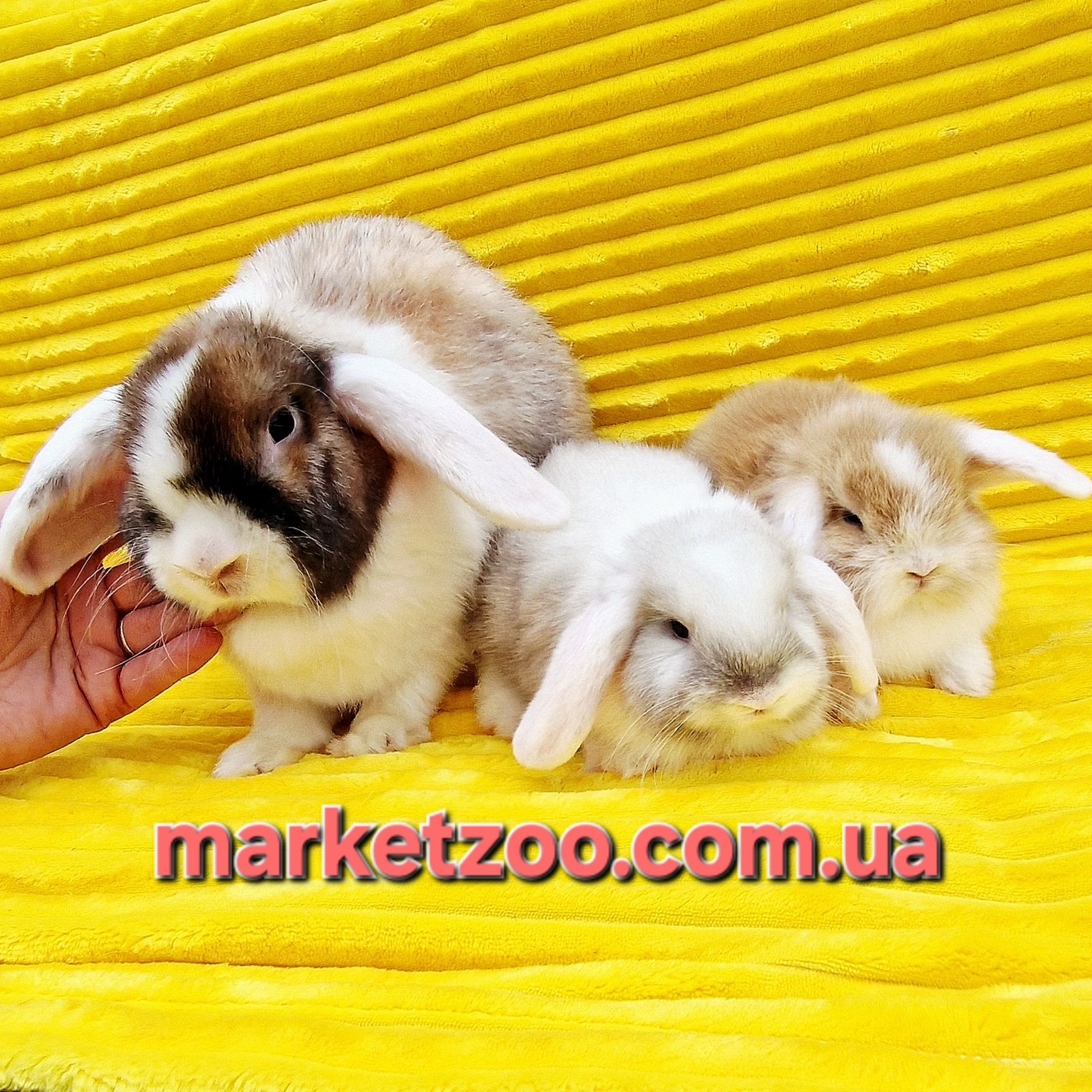 Mini Lop — дві дівчинки на фото з мамою. Уже готові до переїзду.