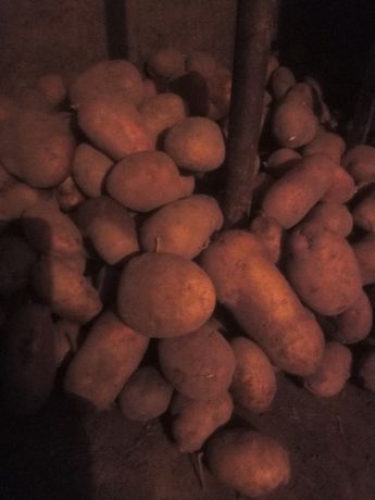 Картопля 4гр за кг