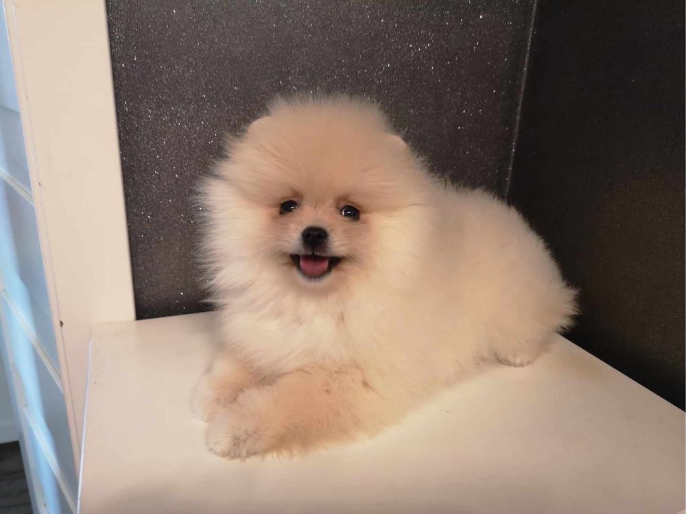 Szpic pomeranian