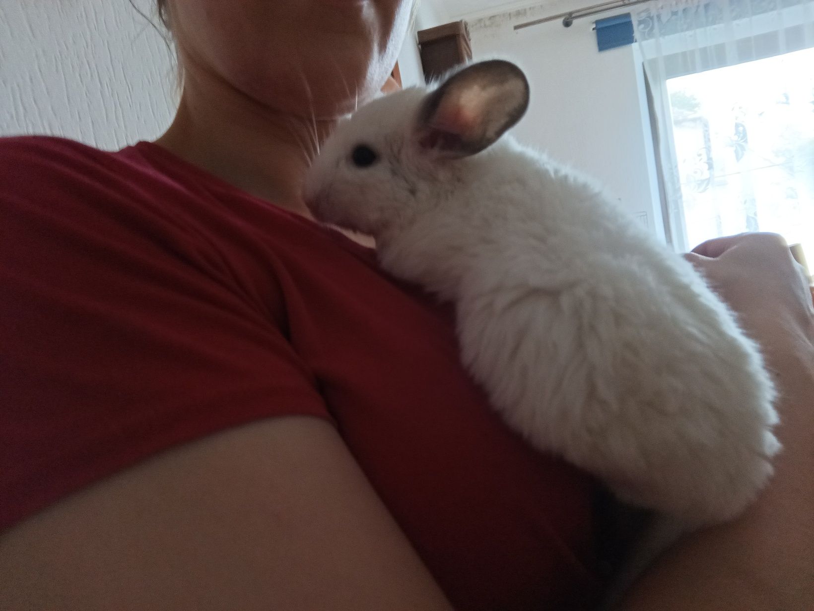 Młoda samiczka szynszyla biały Wilson szynszyl