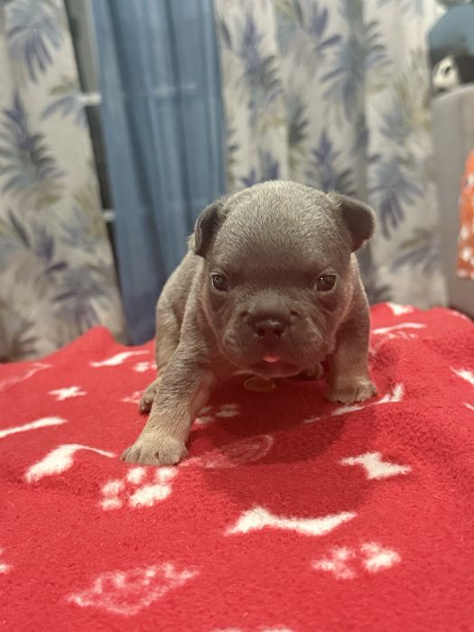 Bulldog frances exotico