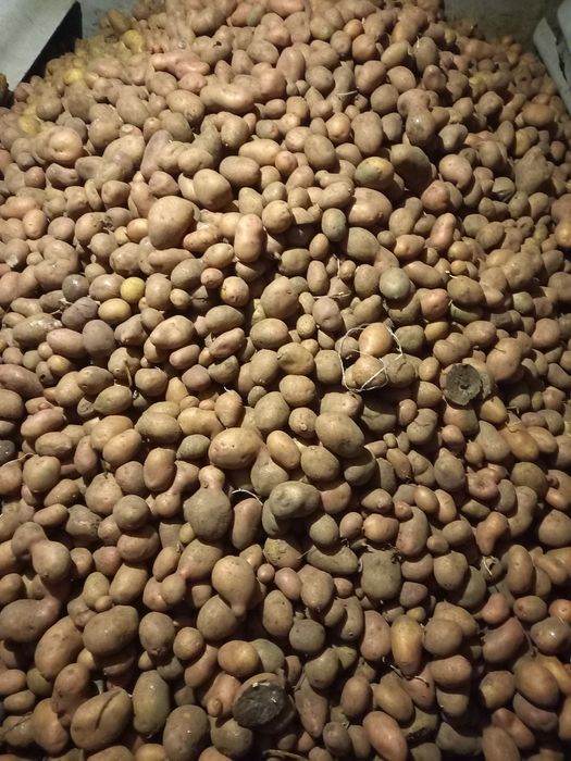 Дрібна картопля,