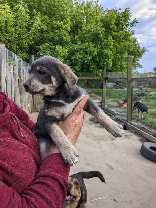 Щенята будуть середні по 2,5 місяці, хлопці та дівчата шукаємо родини!